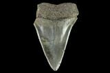 Fossil Mako Shark Tooth - South Carolina #128760-1